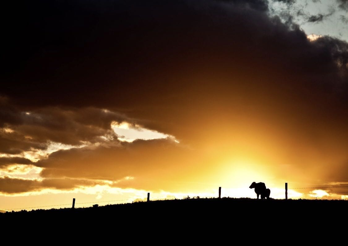 Cattle silhouetted against a stormy sunset